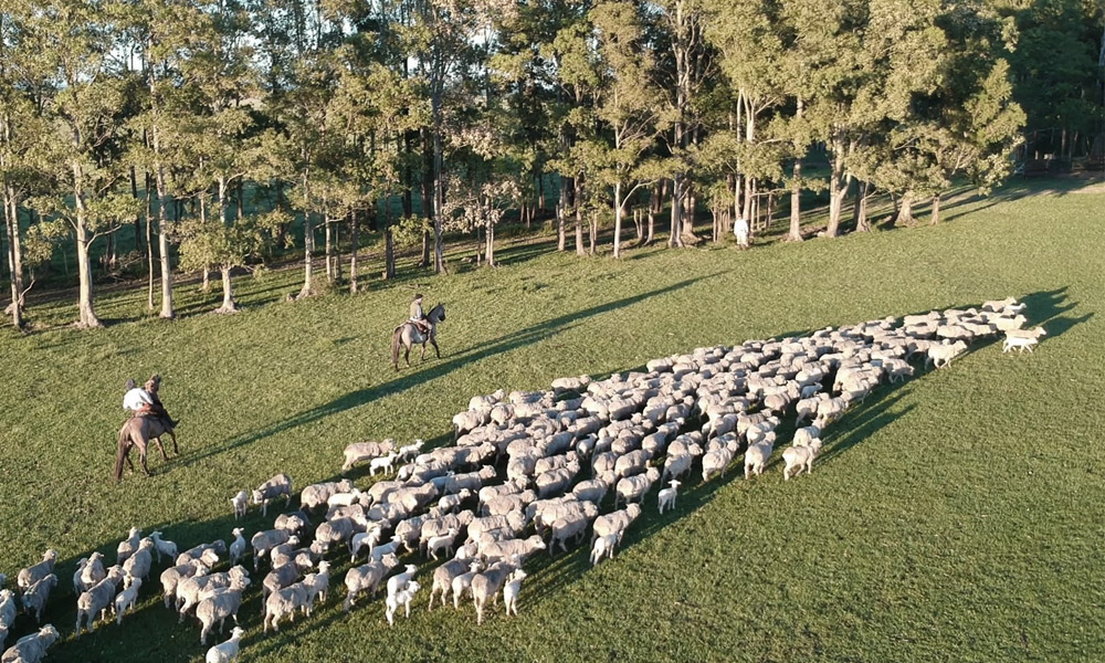 100% Mulesing-Free & Sustainable