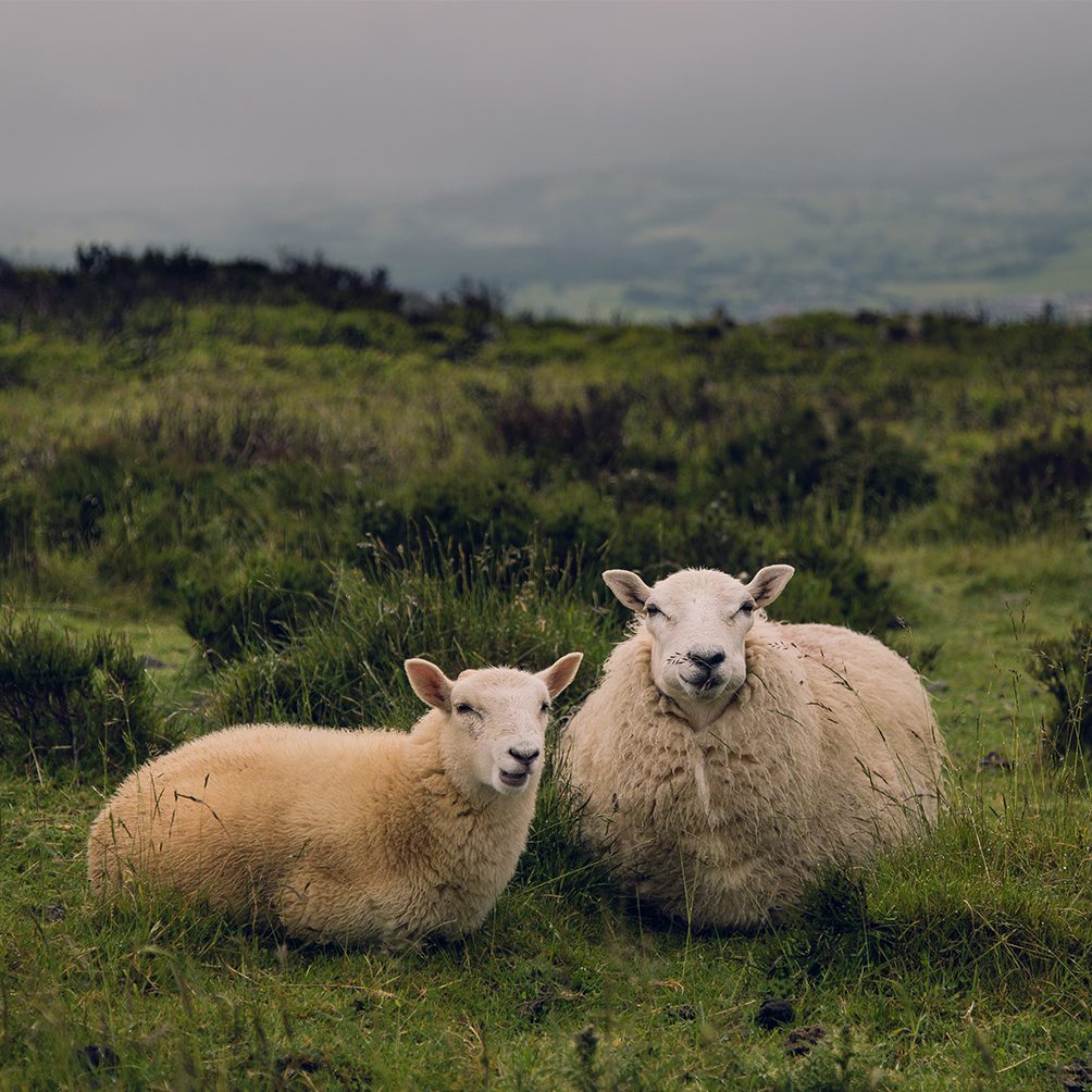 Natural Sheep Farming